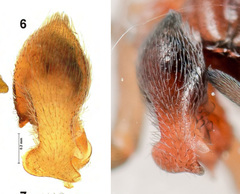 Dictynomorpha strandi