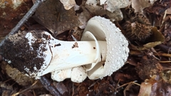 Amanita excelsa