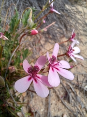 Pelargonium capillare
