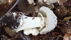 Amanita excelsa