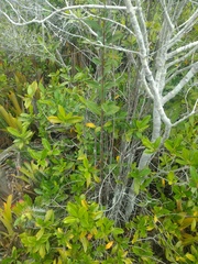 Melanopsidium nigrum