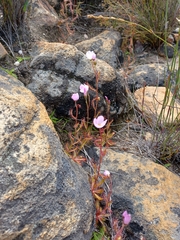 Drosera liniflora