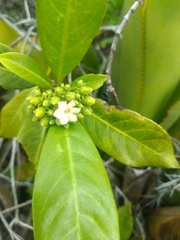 Melanopsidium nigrum