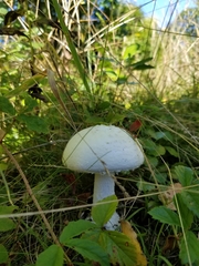 Amanita polypyramis