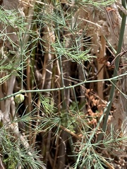 Asparagus palaestinus