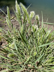 Polypogon monspeliensis