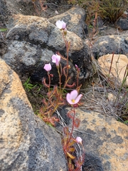 Drosera liniflora
