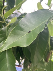 Graphium agamemnon