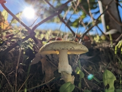 Amanita phalloides