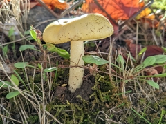 Amanita phalloides