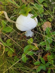Amanita polypyramis