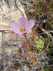 Drosera liniflora