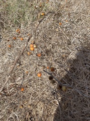 Asparagus palaestinus