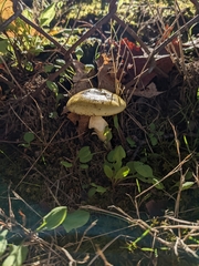 Amanita phalloides