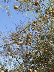 Asparagus palaestinus