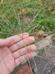 Chloris verticillata