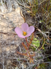 Drosera liniflora