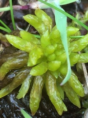 Sphagnum denticulatum