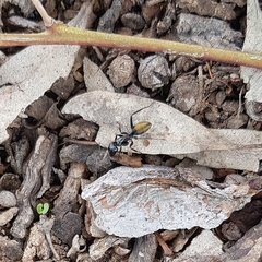 Camponotus aeneopilosus