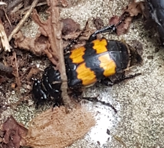 Nicrophorus