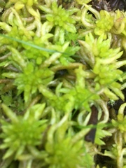 Sphagnum denticulatum