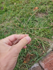 Chloris verticillata
