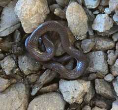 Carphophis amoenus amoenus