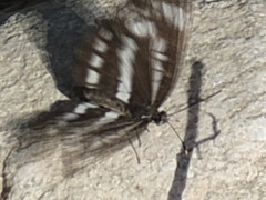 Neptis pryeri