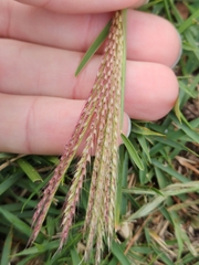 Chloris verticillata