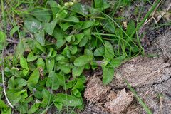 Cerastium glomeratum
