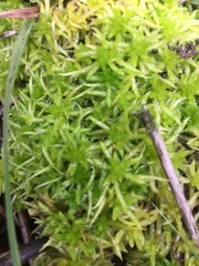 Sphagnum denticulatum