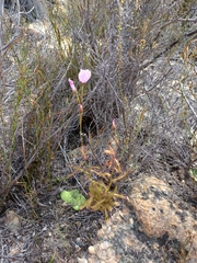 Drosera liniflora