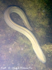 Anguilla anguilla
