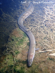 Anguilla anguilla