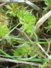 Sphagnum denticulatum