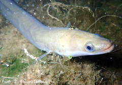 Anguilla anguilla