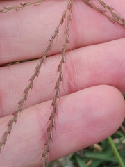 Chloris verticillata