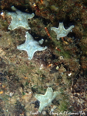 Asterina gibbosa