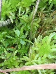 Sphagnum denticulatum