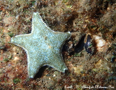 Asterina gibbosa