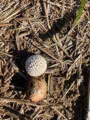 Lycoperdon