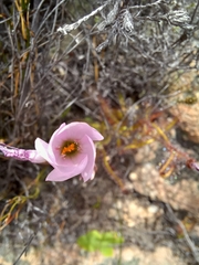 Drosera liniflora