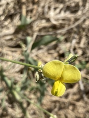 Vigna luteola