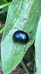 Chrysolina haemoptera