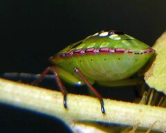 Nezara viridula