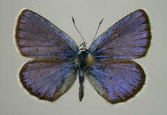 Plebejus idas atrapraetextus