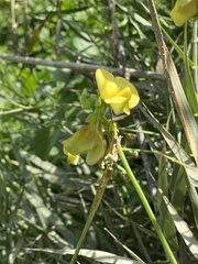 Vigna luteola