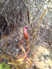 Drosera liniflora