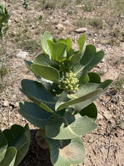 Asclepiadoideae