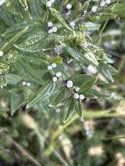 Lithospermum officinale